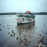 Puntarenas ferry with pelicans
